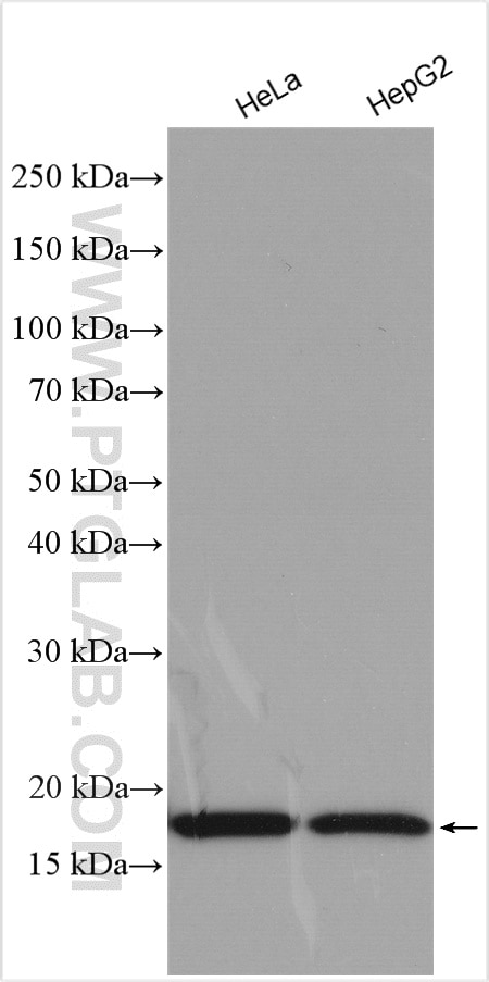 Western Blot (WB) analysis of various lysates using Histone H3 Polyclonal antibody (29200-1-AP)