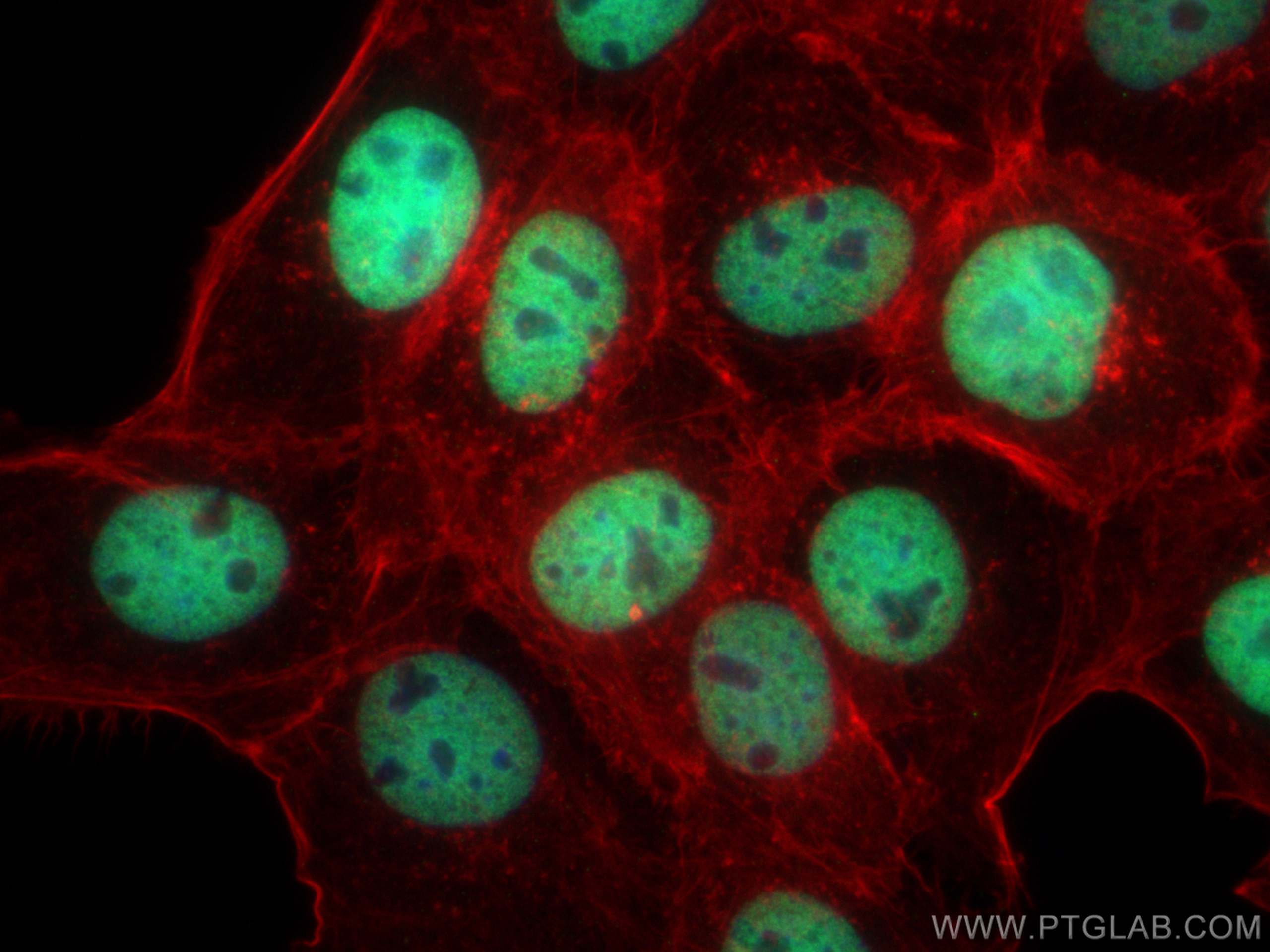 Immunofluorescence (IF) / fluorescent staining of A431 cells using Histone H3 Monoclonal antibody (68345-1-Ig)