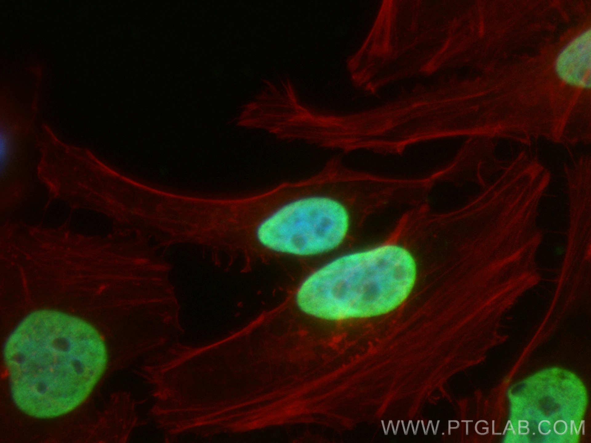 Immunofluorescence (IF) / fluorescent staining of HeLa cells using Histone H3 Monoclonal antibody (68345-1-Ig)