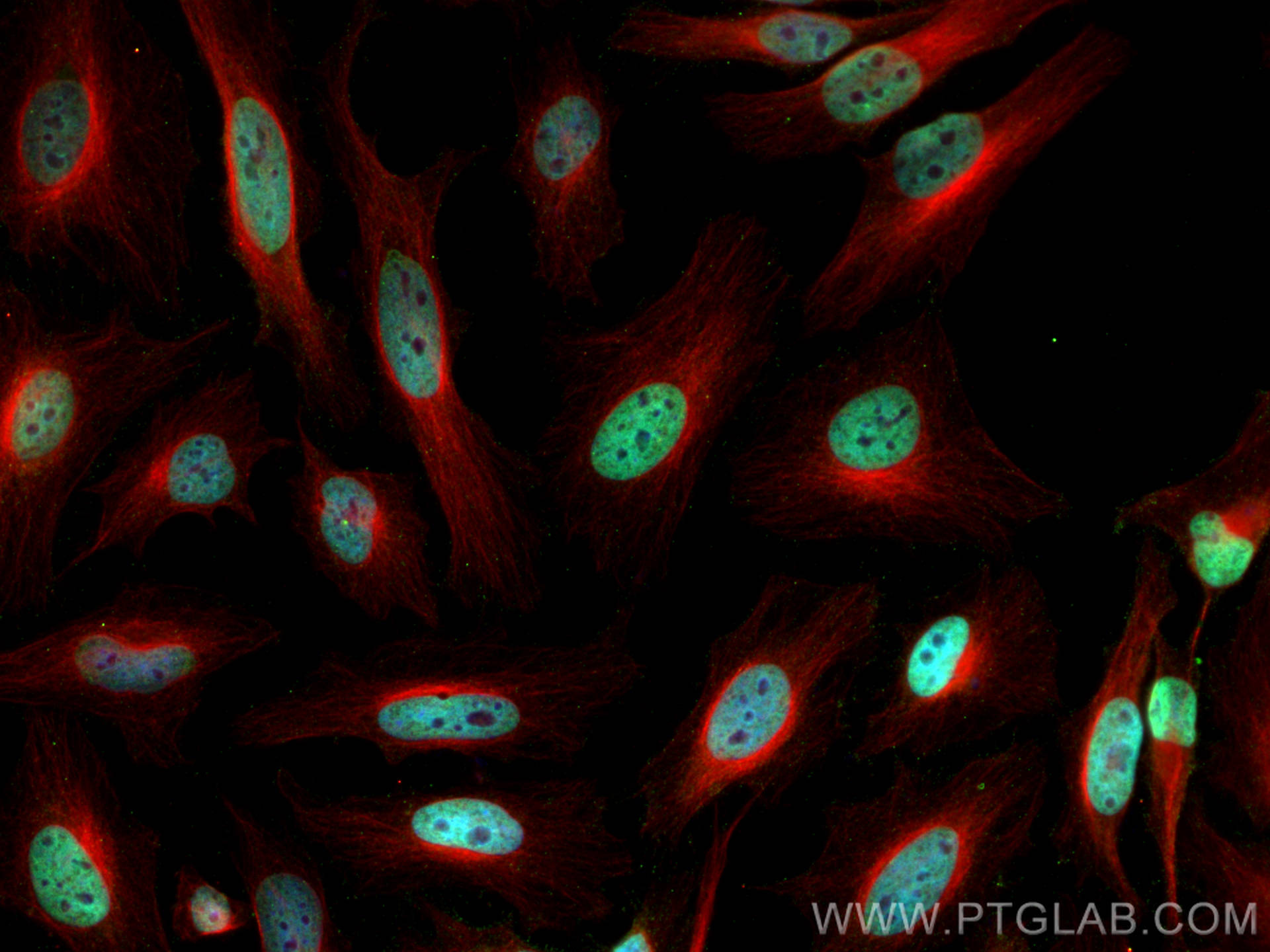 Immunofluorescence (IF) / fluorescent staining of HeLa cells using Histone H3 Monoclonal antibody (68345-1-Ig)