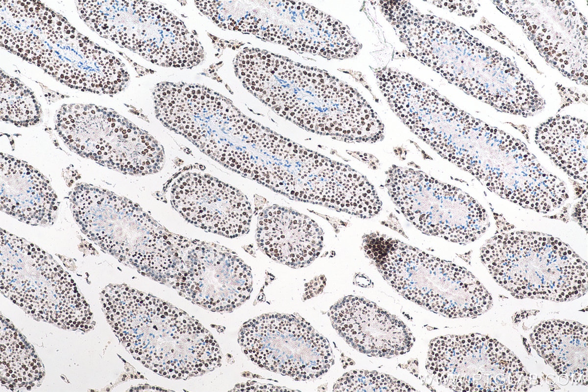 Immunohistochemistry (IHC) staining of mouse testis tissue using Histone H3 Monoclonal antibody (68345-1-Ig)