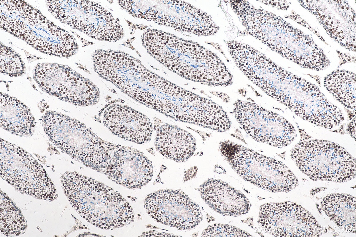 IHC staining of mouse testis using 68345-1-Ig