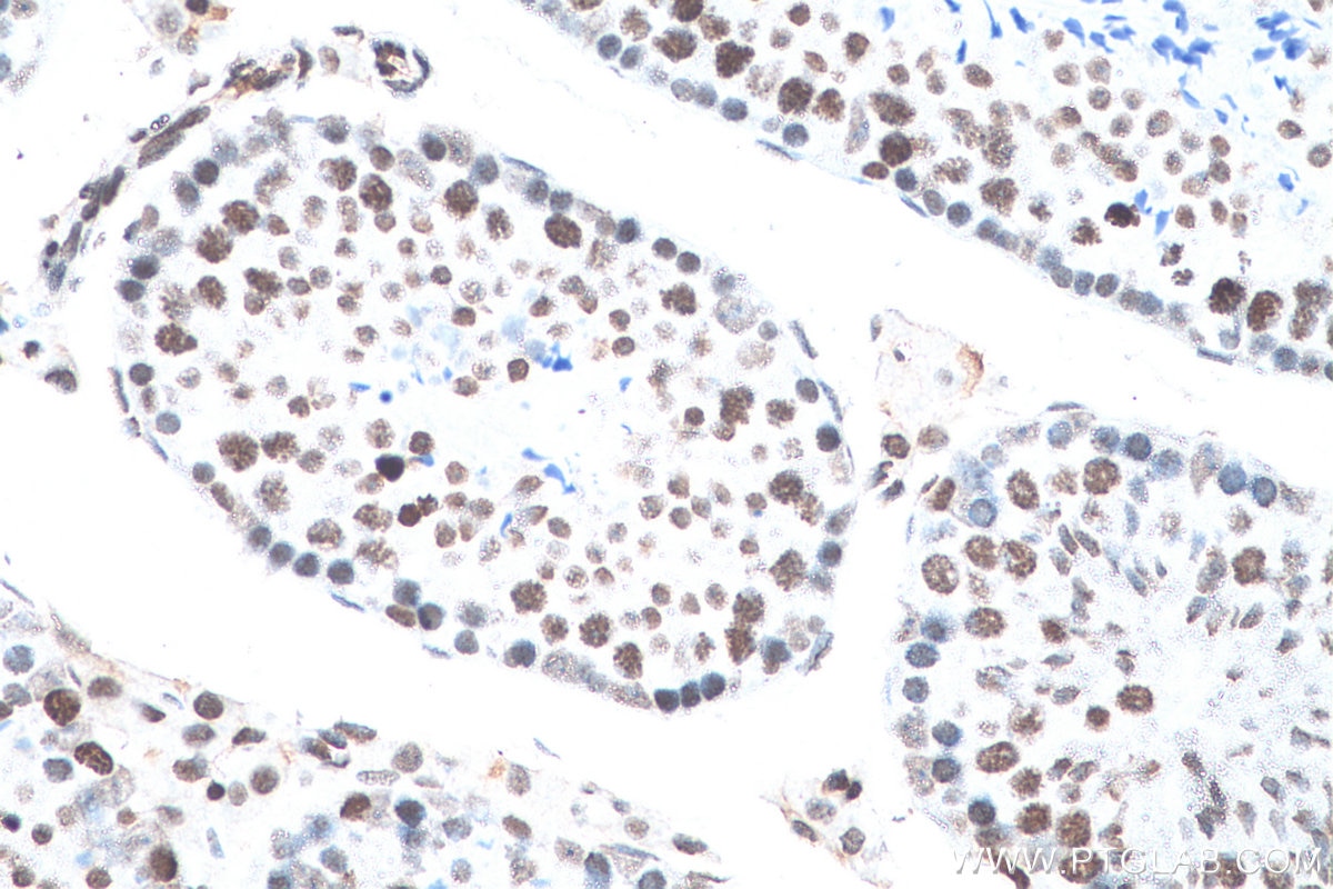 IHC staining of mouse testis using 68345-1-Ig