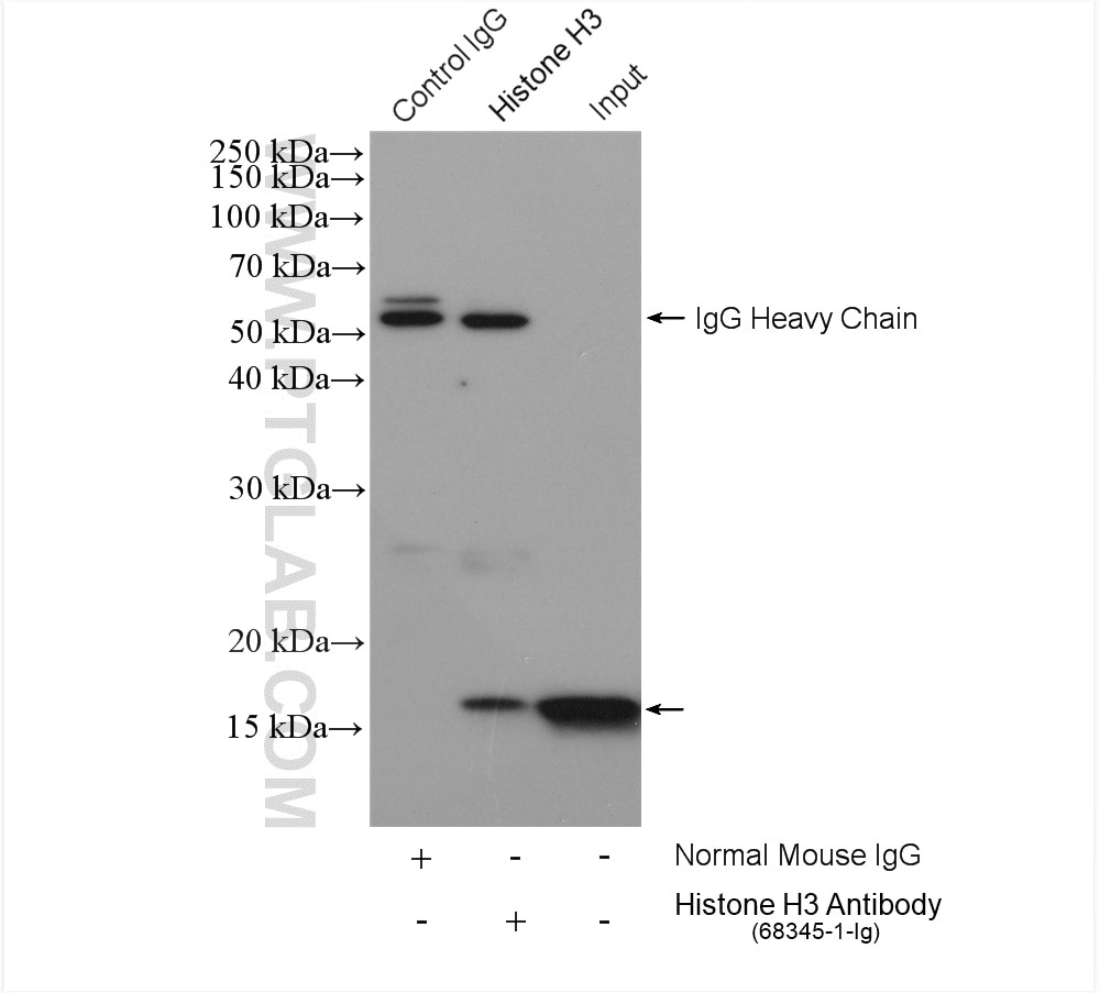 Immunoprecipitation (IP) experiment of HeLa cells using Histone H3 Monoclonal antibody (68345-1-Ig)