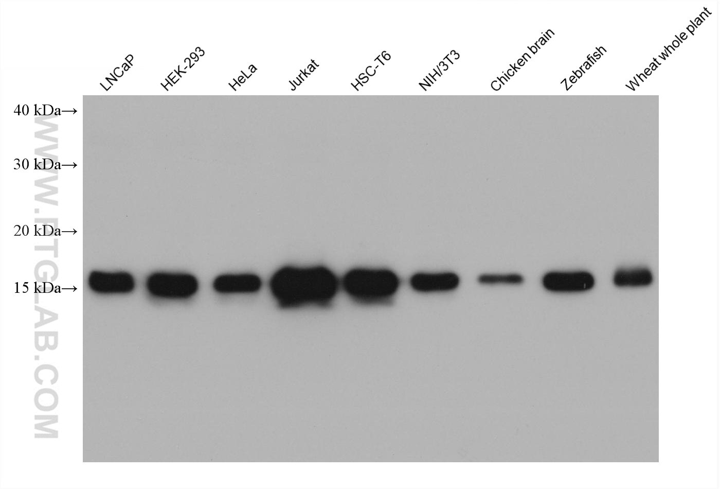 Western Blot (WB) analysis of various lysates using Histone H3 Monoclonal antibody (68345-1-Ig)