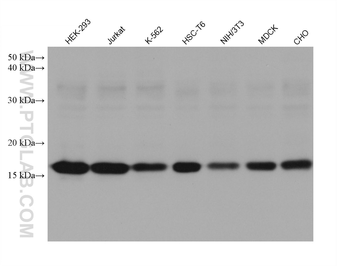 Western Blot (WB) analysis of various lysates using Histone H3 Monoclonal antibody (68345-1-Ig)