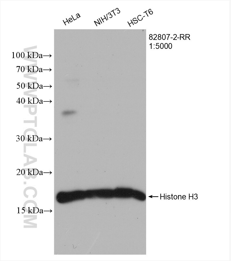 Western Blot (WB) analysis of various lysates using Histone H3 Recombinant antibody (82807-2-RR)
