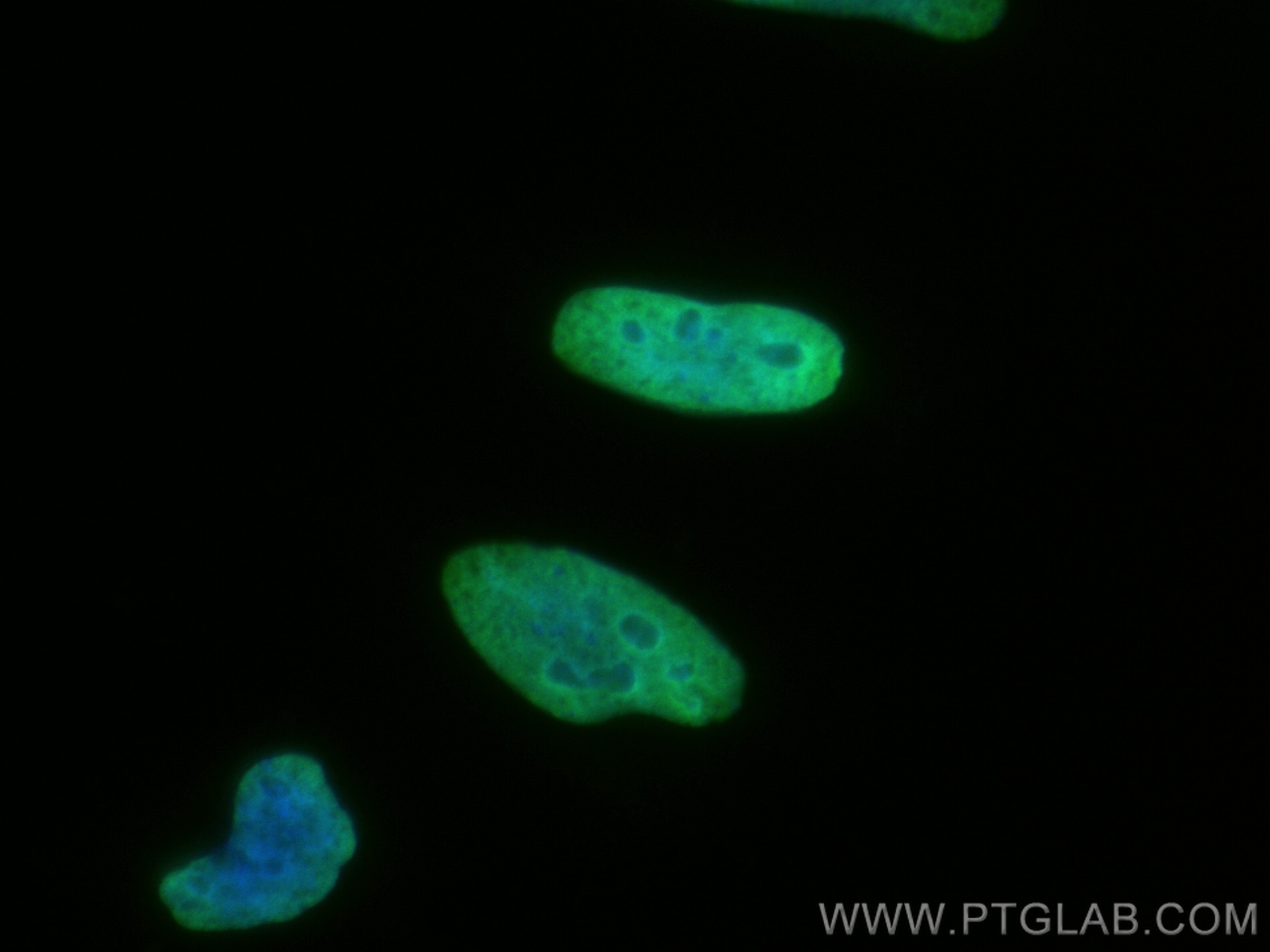 Immunofluorescence (IF) / fluorescent staining of HeLa cells using CoraLite® Plus 488-conjugated Histone H3 Monoclona (CL488-68345)