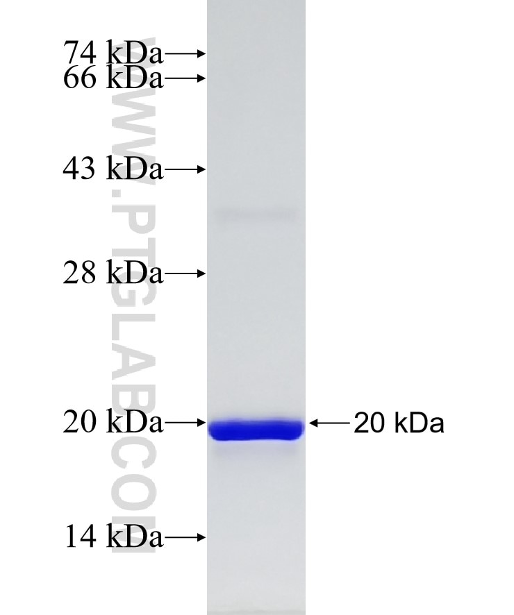 Histone-H3 fusion protein Ag10644 SDS-PAGE
