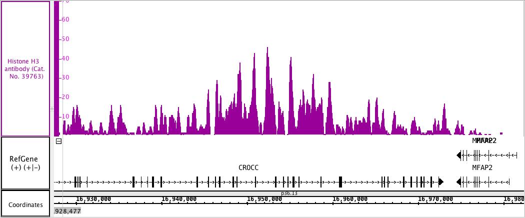 Histone H3 antibody (mAb) tested by ChIP-Seq.Chromatin immunoprecipitation (ChIP) was performed using the ChIP-IT High Sensitivity Kit (Cat. No. 53040) with 30 ug of chromatin from Farage human lymph-node derived B cells and 4 ug Histone H3 antibody. ChIP DNA was sequenced on the Illumina HiSeq and 17.7 million sequence tags were mapped to identify Histone H3 binding sites.