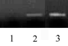 Histone H3 antibody (mAb) tested by ChIP. ChIP performed on Active Motif Ready-to-ChIP HeLa cell chromatin (Catalog No. 53015) using Histone H3 antibody (mAb). PCR was performed using primers specific for the promoter region of the human GAPDH gene. Lane 1: ChIP using mouse IgG as a negative control. Lane 2: ChIP using 10 ug of Histone H3 antibody (mAb). Lane 3: Input DNA control.