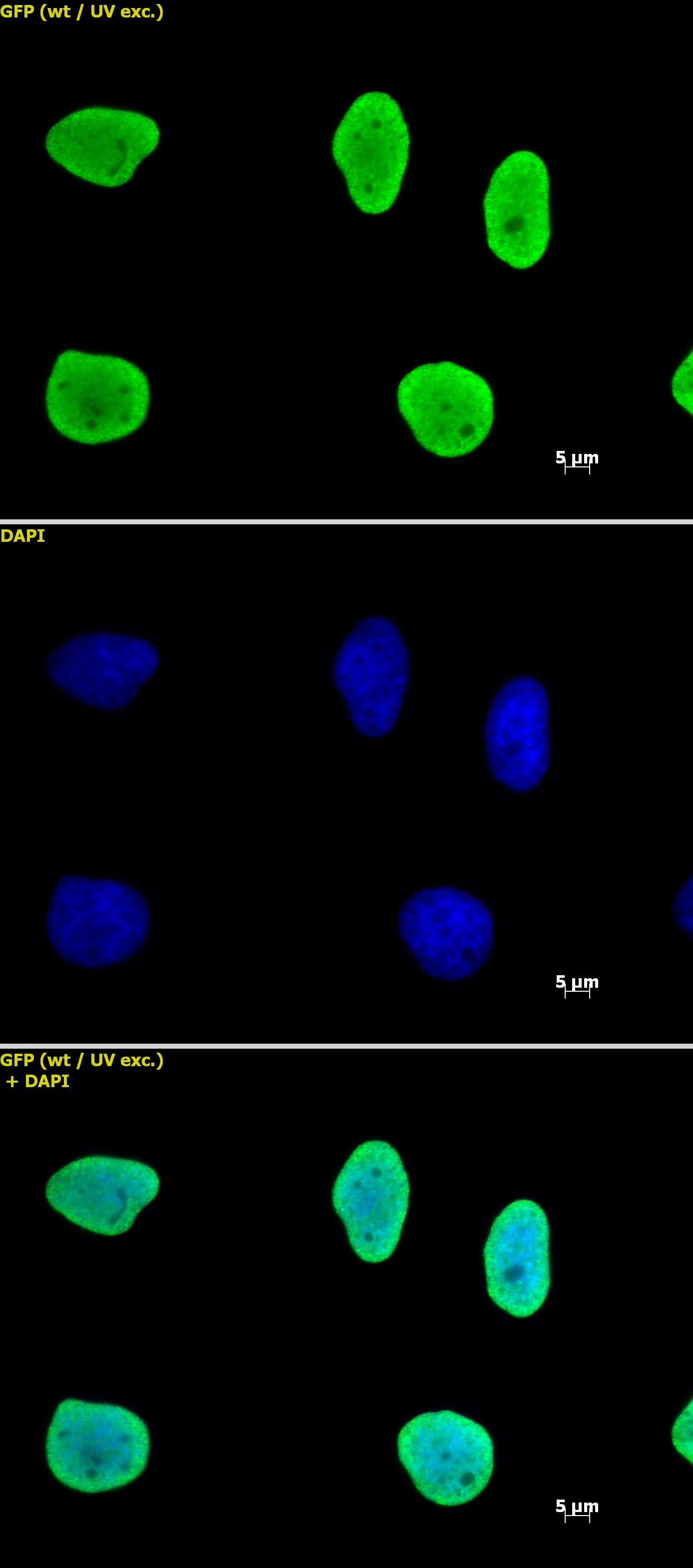 Histone H3 antibody (mAb) tested by immunofluorescence. HeLa cells stained with Histone H3 antibody (mAb) at a dilution of 1 ug/ml.