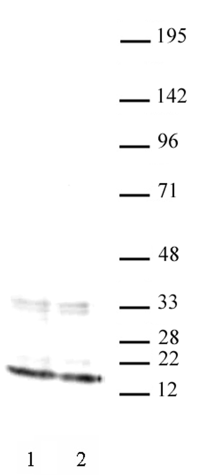 Histone H3 antibody (mAb) tested by Western blot. HeLa nuclear extract (20 ug per lane) probed with Histone H3 antibody (mab) at a dilution of 2 ug/ml. Lane 1: Nuclear extract of untreated HeLa cells. Lane 2: Nuclear extract of HeLa cells treated with sodium butyrate.
