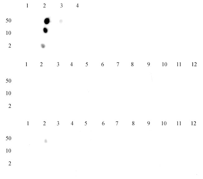 Specificity Data: Dot blot analysis was used to confirm the specificity of Histone H3K14me1 antibody (pAb) for monomethyl-lysine 14 of histone H3. Peptides corresponding to regions around major sites of histone H3 methylation were spotted onto PVDF and probed with the antibody at a dilution of 1:30,000. The amount of peptide (in picomoles) spotted is indicated next to each row.Top panel - Lane 1: unmodified Lys14. Lane 2: monomethyl Lys14. Lane 3: dimethyl Lys14. Lane 4: trimethyl Lys14. Middle panel - Lane 1: unmodified Lys4. Lane 2: monomethyl Lys4. Lane 3: dimethyl Lys4. Lane 4: trimethyl Lys4. Lane 5: unmodified Lys9. Lane 6: monomethyl Lys9. Lane 7: dimethyl Lys9. Lane 8: trimethyl Lys9. Lane 9: unmodified Lys79. Lane 10: monomethyl Lys79. Lane 11: dimethyl Lys79. Lane 12: trimethyl Lys79. Bottom panel - Lane 1: Unmodified Lys23. Lane 2: Monomethyl Lys23. Lane 3: Dimethyl Lys23. Lane 4: Trimethyl Lys23. Lane 5: unmodified Lys27. Lane 6: monomethyl Lys27. Lane 7: dimethyl Lys27. Lane 8: trimethyl Lys27. Lane 9: unmodified Lys36. Lane 10: monomethyl Lys36. Lane 11: dimethyl Lys36. Lane 12: trimethyl Lys36.