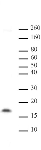Histone H3 dimethyl Lys14 pAb tested by Western blot. Detection of dimethylated Histone H3 by Western blot. The analysis was performed using 20 ug HeLa acid extract (10 ug, lane 1) and Histone H3 dimethyl Lys14 pAb at a 1:500 dilution.