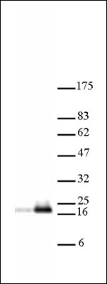 Histone H3 acetyl Lys18 pAb tested by Western blot. HeLa acid extract probed with Histone H3 acetyl Lys18 polyclonal antibody (1:5,000 dilution). Lane 1: No treatment. Lane 2: Cells treated with sodium butyrate.