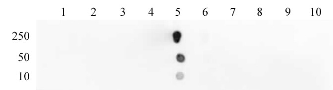 Histone H3 acetyl Lys18 pAb tested by dot blot analysis. Dot blot analysis was used to confirm the specificity of Histone H3 acetyl Lys18 pAb for acetyl Lys18 histone H3. Acetylated peptides corresponding to the immunogen and related peptides were spotted onto PVDF and probed with the antibody at a dilution of 1:1,000. The amount of peptide (picomoles) spotted is indicated next to each row. Lane 1: Acetyl-Lys9 peptide. Lane 2: Unmodified Lys9 peptide. Lane 3: Acetyl-Lys14 peptide. Lane 4: Unmodified Lys14 peptide. Lane 5: Acetyl-Lys18 peptide. Lane 6: Unmodified Lys18 peptide. Lane 7: Acetyl-Lys23 peptide. Lane 8: Unmodified Lys23 peptide. Lane 9: Acetyl-Lys27 peptide. Lane 10: Unmodified Lys27 peptide.
