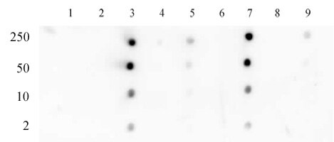 Histone H3 acetyl Lys18 antibody tested by dot blot analysis. Dot blot analysis was used to confirm the specificity of Histone H3 acetyl Lys18 antibody for acetyl Lys18 histone H3. Acetylated peptides corresponding to the immunogen and related peptides were spotted onto PVDF and probed with the antibody at a dilution of 1:5,000. The amount of peptide (picomoles) spotted is indicated next to each row. Lane 1: acetyl-Lys4 peptide. Lane 2: unmodified Lys4 peptide. Lane 3: acetyl-Lys18 peptide. Lane 4: unmodified Lys18 peptide. Lane 5: acetyl-Lys9 peptide. Lane 6: acetyl-Lys14 peptide. Lane 7: acetyl-Lys18 peptide (this is a different peptide sequence as the one in lane 3 which also contains acetyl-Lys18). Lane 8: acetyl-Lys23 peptide. Lane 9: acetyl-Lys27 peptide.