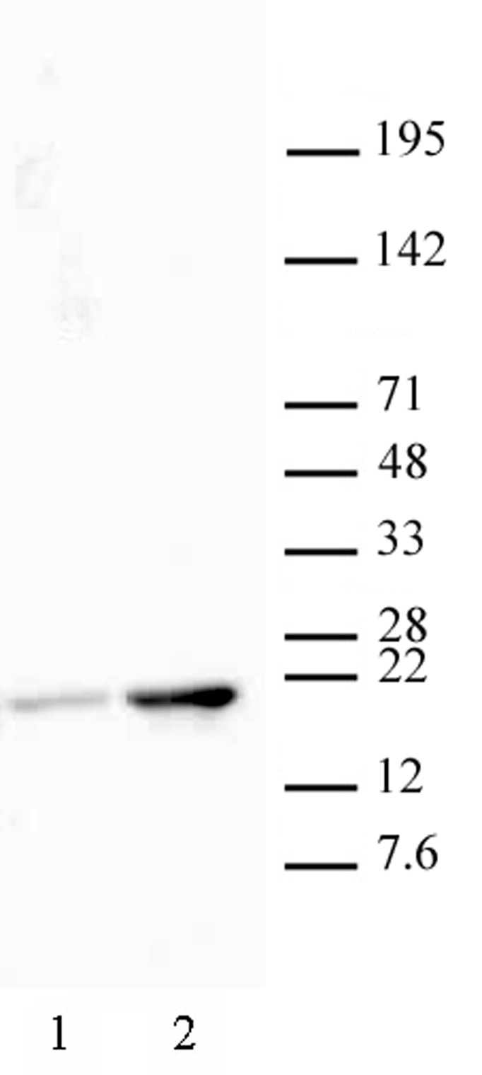 Histone H3 acetyl Lys18 pAb tested by Western blot. HeLa nuclear extract (20 ug per lane) probed with Histone H3 acetyl Lys18 pAb (1:2,000 dilution). Lane 1: Untreated cells. Lane 2: Cells treated with sodium butyrate.