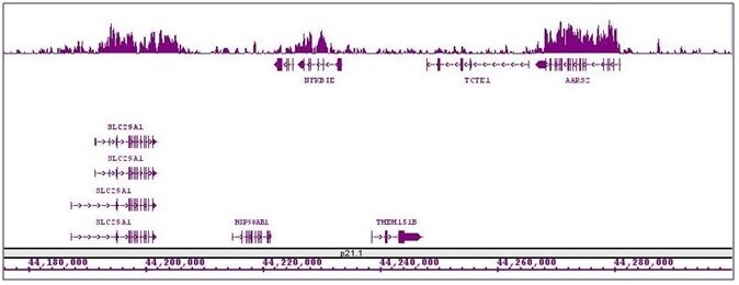 Histone H3K27me1 antibody (mAb) tested by ChIP-Seq. ChIP was performed using the ChIP-IT High Sensitivity Kit (Cat. No. 53040) with 15 ug of chromatin from a human B cell lymphoma cell line and 2 ug of antibody. ChIP DNA was sequenced on the Illumina HiSeq and 15 million sequence tags were mapped to identify Histone H3K27me1 binding sites. The image shows binding across a region of chromosome 6. You can view the complete data set in the UCSC Genome Browser, starting at this specific location, here.