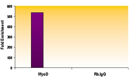 Histone H3K27me1 antibody (mAb) tested by ChIP. Chromatin IP performed using the ChIP-IT Express Kit (Catalog No. 53008) and HeLa Chromatin (1.5 x 106 cell equivalents per ChIP) using 10 ug of Histone H3 monomethyl Lys27 pAb or the equivalent amount of rabbit IgG. RT-qPCR was performed on DNA purified from each of the ChIP DNA using a primer pair for the MyoD gene. Data are presented as Fold Enrichment of the antibody signal versus the negative control IgG using the ddCT method.