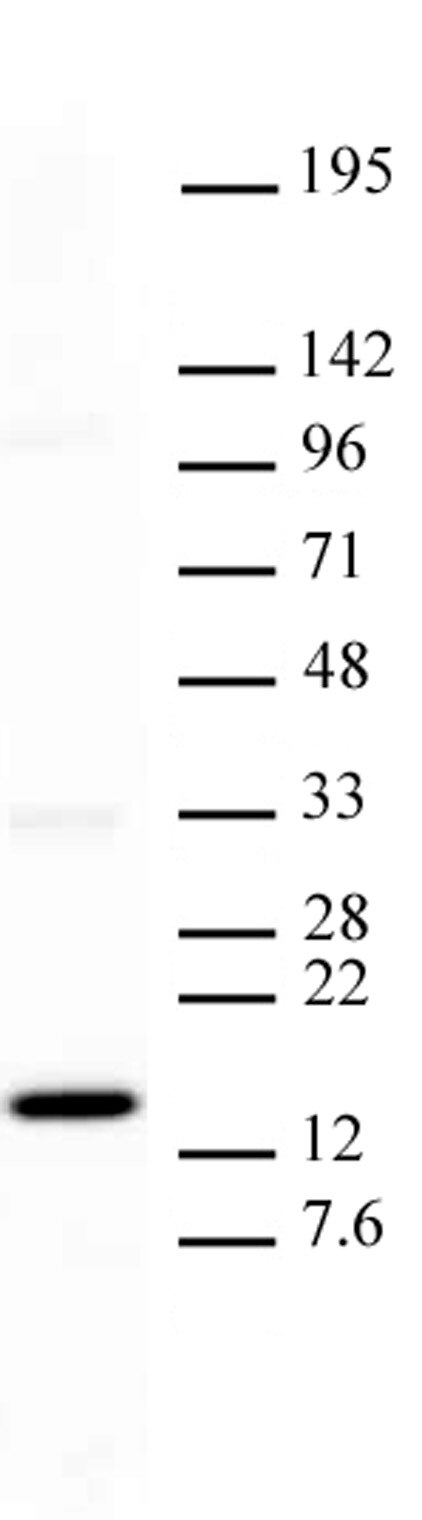 Histone H3K27me1 antibody (mAb) tested by Western blot. HeLa nuclear extract (20 ug per lane) probed with Histone H3 monomethyl Lys27 antibody (2 ug/ml dilution).