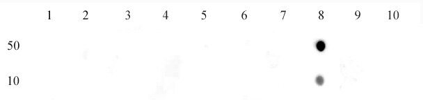 Histone H3K27me1 antibody (mAb) tested by dot blot analysis. Dot blot analysis was used to confirm the specificity of Histone H3 monomethyl Lys27 antibody for monomethyl Lys27 of histone H3. Recombinant methylated histone proteins corresponding to the immunogen and related sequences were spotted onto PVDF and probed with Histone H3 monomethyl Lys27 at 2 ug/ml. The amount of protein (picomoles) spotted is indicated next to each row. Lane 1: unmodified H3 protein. Lane 2: monomethyl Lys4 protein. Lane 3: dimethyl Lys4 protein. Lane 4: trimethyl Lys4 protein. Lane 5: monomethyl Lys9 protein. Lane 6: dimethyl Lys9 protein. Lane 7: trimethyl Lys9 protein. Lane 8: monomethyl Lys27 protein. Lane 9: dimethyl Lys27 protein. Lane 10: trimethyl Lys27 protein.