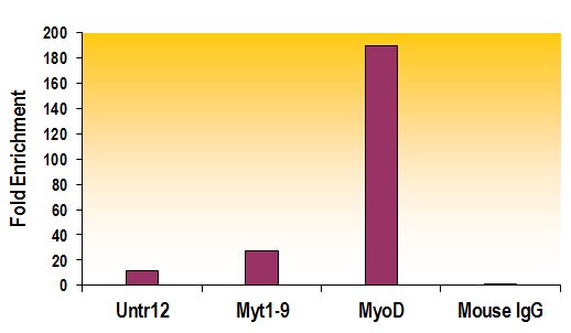 Histone H3K27me2 antibody (mAb) tested by ChIP. Chromatin IP performed using the ChIP-IT Express Kit (Catalog No. 53008) and HeLa Chromatin (1.5 x 10^6 cell equivalents per ChIP) using 2 ug of Histone H3K27me2 antibody or the equivalent amount of IgG as a negative control. Real time, quantitative PCR (RT-qPCR) was performed on DNA purified from the ChIP reaction using primer pairs specific for the Myt1-9 gene, the MyoD gene or the negative control primer pair Untr12. Data are presented as Fold Enrichment of the ChIP antibody signal versus the negative control IgG using the ddCT method.