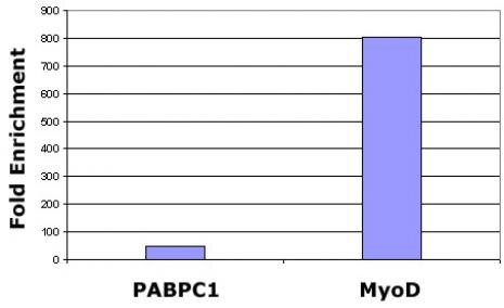 Histone H3 di/trimethyl Lys27 antibody (mAb) tested by ChIP analysis. Chromatin IP performed using the ChIP-IT Express Kit (Catalog No. 53008) and HeLa Chromatin (1.5 x 106 cell equivalents per ChIP) using 10 ul of Histone H3 di/trimethyl Lys27 antibody (mAb) or 2 ug of rabbit IgG as a negative control. Real time, quantitative PCR (RT-qPCR) was performed on DNA purified from each of the ChIP reactions using a primer pair specific for the indicated gene. Data are presented as Fold Enrichment of the ChIP antibody signal versus the negative control IgG using the ddCT method.