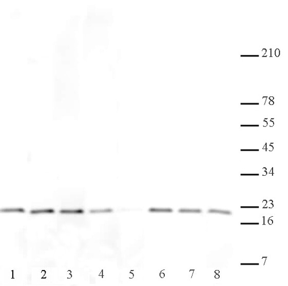 Histone H3 di/trimethyl Lys27 antibody (mAb) tested by Western blot. HeLa acid extract (10 ug per lane) was probed with Histone H3 di/trimethyl Lys27 antibody (mAb) at a 1:2,000 dilution with or without pre-incubation of antibody with 1 uM peptide containing the sequence surrounding either lysine 9 or lysine 27 of Histone H3. Lane 1: No peptide. Lane 2: Unmodified Lys27 peptide. Lane 3: Monomethyl Lys27 peptide. Lane 4: Dimethyl Lys27 peptide. Lane 5: Trimethyl Lys27 peptide. Lane 6: Monomethyl Lys9 peptide. Lane 7: Dimethyl Lys9 peptide. Lane 8: Trimethyl Lys9 peptide.