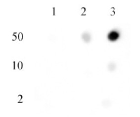 Histone H3 di/trimethyl Lys27 antibody specificity tested by Dot blot. Recombinant Histone samples were spotted onto positively charged nylon membrane and blotted with Histone H3 di/trimethyl Lys27 antibody at a dilution of 1:1000. Lane 1: Recombinant Histone H3K27me1 (MLA) Cat. No. 31214. Lane 2: Recombinant Histone H3K27me2 (MLA) Cat. No. 31215. Lane 3: Recombinant Histone H3K27me3 (MLA) Cat. No. 31216. The results show that the antibody detects di-methyl and tri-methyl Histone H3K27, but not the mono-methylated form.