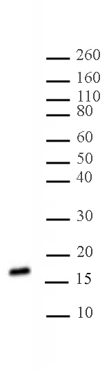 Histone H3 di/trimethyl Lys27 antibody (mAb) tested by Western blot. HeLa acid extract (10 ug) probed with Histone H3 di/trimethyl Lys27 antibody (mAb) (1:500).