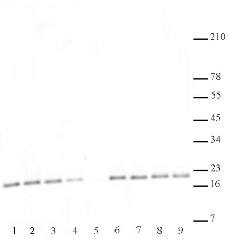 Histone H3 di/trimethyl Lys27 antibody (mAb) specificity data. HeLa acid extract (10 ug per lane) probed with Histone H3 di/trimethyl Lys27 antibody (mAb) (1:500) with or without pre-incubation of antibody with 1 uM peptide containing the sequence surrounding either Lys9 or Lys27 of Histone H3. Lane 1: no peptide Lane 2: unmodified Lys27 Lane 3: monomethyl-Lys27 Lane 4: dimethyl Lys27 Lane 5: trimethyl-Lys27 Lane 6: unmodified Lys9 Lane 7: monomethyl-Lys9 Lane 8: dimethyl-Lys9 Lane 9: trimethyl-Lys9.