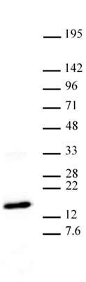 Western blot of Histone H3 trimethyl Lys27 antibody. HeLa nuclear extract (20 ug per lane) probed with Histone H3 trimethyl Lys27 antibody (2 ug/ml dilution).