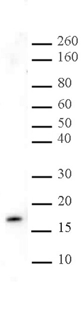 Histone H3K27me3 pAb tested by Western blot. HeLa cell nuclear extract (20 ug) probed with Histone H3K27me3 pAb at 1 ug/ml.