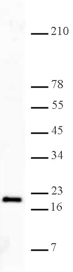 Histone H3K27me3 antibody (pAb) tested by Western blot. HeLa acid extract (10 ug) was probed with Histone H3 trimethyl Lys27 antibody (1:5,000 dilution). Histone H3K27me3 antibody (pAb) tested by Western blot. HeLa acid extract (10 ug) was probed with Histone H3 trimethyl Lys27 antibody (1:5,000 dilution).