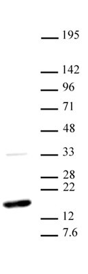 Western blot of Histone H3 dimethyl Lys36 antibody. HeLa nuclear extract (20 ug per lane) probed with H3K36me2 antibody (2 ug/ml dilution).