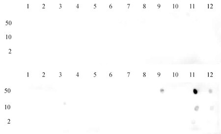 Dot blot of Histone Histone H3 dimethyl Lys36 antibody. Dot blot analysis was used to confirm the specificity of H3K36me2 antibody for dimethyl Lys36 of histone H3. Recombinant methylated peptides corresponding to the immunogen and related sequences were spotted onto PVDF and probed with H3K36me2 at 2 ug/ml. The amount of protein (picomoles) spotted is indicated next to each row. Top panel - Lane 1: unmodified H3K4. Lane 2: H3K4me1. Lane 3: H3K4me2. Lane 4: H3K4me3. Lane 5: unmodified H3K9. Lane 6: H3K9me1. Lane 7: H3K9me2. Lane 8: H3K9me3. Lane 9: unmodified H3K79. Lane 10: H3K79me1. Lane 11: H3K79me2. Lane 12: H3K79me3. Bottom panel - Lane 1: unmodified H3K23. Lane 2: H3K23me1. Lane 3: H3K23me3. Lane 4: H3K23me3. Lane 5: unmodified H3K27. Lane 6: H3K27me1. Lane 7: H3K27me2. Lane 8: H3K27me3. Lane 9: unmodified H3K36. Lane 10: H3K36me1. Lane 11: H3K36me2. Lane 12: H3K36me3.