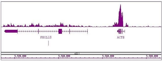 Histone H3K36me3 antibody (mAb) tested by ChIP-Seq. ChIP was performed using the ChIP-IT High Sensitivity Kit (Cat. No. 53040) with 15 ug of chromatin from a human medulloblastoma cell line and 4 ug of antibody. ChIP DNA was sequenced on the Illumina HiSeq and 15 million sequence tags were mapped to identify Histone H3K36me3 binding sites. The image shows binding across a region of chromosome 7. You can view the complete data set in the UCSC Genome Browser, starting at this specific location, here.