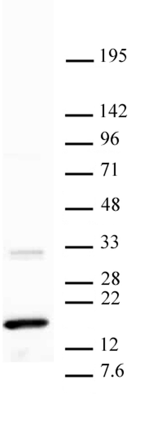Histone H3K36me3 antibody (mAb) tested by Western blot HeLa nuclear extract (20 ug per lane) probed with Histone H3 trimethyl Lys36 antibody (2 ug/ml dilution).