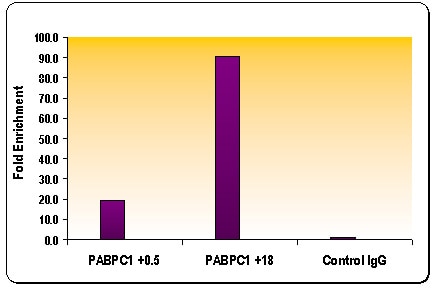 Chromatin IP: ChIP performed using HeLa Chromatin (1.5 x 106 cell equivalents per ChIP) and 10 ug of Histone H3 trimethyl Lys36 antibody (pAb) or the equivalent amount of rabbit IgG as a negative control. Real time, quantitative PCR (RT-qPCR) was performed on DNA purified from each of the ChIP reactions using a primer pair specific for either the PABPC1 (+ 0.5) or the PABPC1 ( +18) gene. Data are presented as Fold Enrichment of the ChIP antibody signal versus the negative control IgG using the ddCT method.