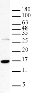 Western blot of Histone H3K36me3 pAb. Nuclear extract of HeLa cells (20 ug) probed with Histone H3K36me3 antibody at a dilution of 0.1 ug/ml.