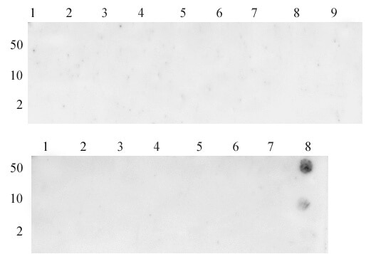 Dot blot specificity analysis of Histone H3K26me3 pAb: Dot blot analysis was used to confirm the specificity of Histone H3K36me3 antibody for trimethyl-lysine 36 of histone H3. Peptides corresponding to regions around major sites of histone H3 methylation were spotted onto PVDF and probed with the antibody at a dilution of 1 ug/ml. The amount of peptide (in picomoles) spotted is indicated next to each row. Top panel - Lane 1: unmodified Lys4. Lane 2: K4me1. Lane 3: K4me1. Lane 4: K4me2. Lane 5: K4me3. Lane 6: unmodified Lys9. Lane 7: K9me1. Lane 8: K9me2. Lane 9: K9me3. Lower panel - Lane 1: unmodified Lys27. Lane 2: K27me1. Lane 3: K27me2. Lane 4: K27me3. Lane 5: unmodified Lys36. Lane 6: K36me1. Lane 7: K36me2. Lane 8: K36me3.
