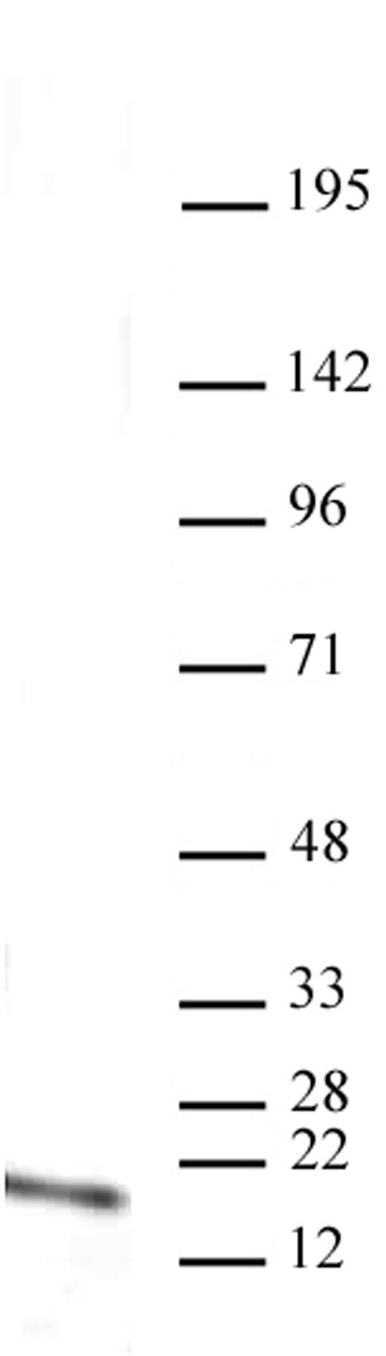 Histone H3 monomethyl Lys4 antibody (mAb) tested by Western blot. HeLa acid extract probed with Histone H3 monomethyl Lys4 antibody (mAb) (2 ug/ml dilution).