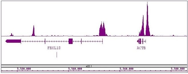 Histone H3K4me2 antibody (mAb) tested by ChIP-Seq. ChIP was performed using the ChIP-IT High Sensitivity Kit (Cat. No. 53040) with 15 ug of chromatin from a human medulloblastoma cell line and 4 ug of antibody. ChIP DNA was sequenced on the Illumina HiSeq and 12 million sequence tags were mapped to identify Histone H3K4me2 binding sites. The image shows binding across a region of chromosome 7. You can view the complete data set in the UCSC Genome Browser, starting at this specific location, here.