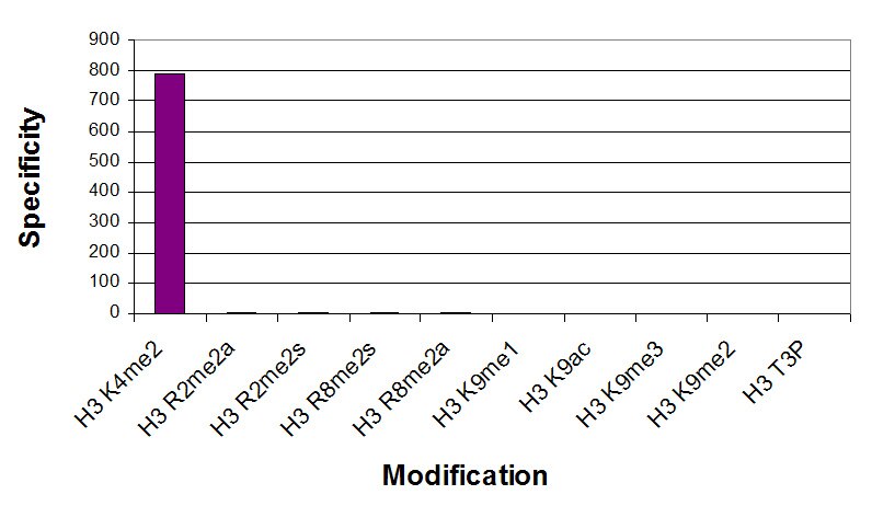 Histone H3K4me2 antibody (mAb) specificity tested by peptide array analysis. Peptide array analysis was used to confirm the specificity of this antibody for its intended modification. Histone H3 dimethyl Lys4 antibody was applied at a dilution of 1:2,000 to Active Motif's MODified Histone Peptide Array (Catalog No. 13001). The arrays were scanned with ArrayAnalysis Software 7 and the results plotted. Specificity data is shown for the most reactive peptides and those related to the immunogen. Recognition of the H3 dimethyl Lys4 peptide is inhibited by Thr3 phosphorylation and blocked by a citrulline at position 2. Array Data File