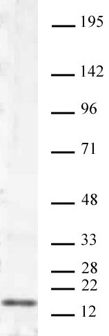 Histone H3K4me2 antibody (mAb) tested by Western blot. HeLa acid extract (20 ug) probed with Histone H3 dimethyl Lys4 antibody (mAb) (2 ug/ml dilution).