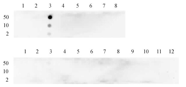Histone H3K4me2 antibody (mAb) tested by dot blot analysis. Dot blot analysis was used to confirm the specificity of Histone H3 dimethyl Lys4 antibody (mAb) for dimethyl-Lys4 histone H3. Methylated peptides corresponding to the immunogen and related peptides were spotted onto PVDF and probed with the antibody at 1 ug/ml. The amount of peptide (picomoles) spotted is indicated next to each row. Top panel: Lane 1: Unmod H3 aa 2-9 peptide lysine 4. Lane 2: Monomethyl lysine 4. Lane 3: Dimethyl lysine 4. Lane 4: Trimethyl lysine 4. Lane 5: Unmod H3 5-22 peptide. Lane 6: Monomethyl lysine 9. Lane 7: Dimethyl lysine 9. Lane 8: Trimethyl lysine 9. Bottom panel: Lane 1: dimethyl lysine 14. Lane 2: monomethyl lysine 18. Lane 3: dimethyl lysine 18. Lane 4: trimethyl lysine 18. Lane 5: unmod H3 aa 18-27 peptide. Lane 6: monomethyl lysine 23. Lane 7: dimethyl lysine 23. Lane 8: trimethyl lysine 23. Lane 9: unmod H3 aa 22-32 peptide. Lane 10: monomethyl lysine 27. Lane 11: dimethyl lysine 27. Lane 12: trimethyl lysine 27.