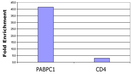 Histone H3 acetyl Lys9 antibody tested by ChIP analysis. Chromatin IP performed using the ChIP-IT Express Kit (Catalog No. 53008) and HeLa Chromatin (1.5 x 106 cell equivalents per ChIP) using 10 ul of Histone H3 acetyl Lys9 antibody or the equivalent amount of rabbit IgG as a negative control. Real time, quantitative PCR (RT-qPCR) was performed on DNA purified from each of the ChIP reactions using a primer pair specific for the indicated gene. Data are presented as Fold Enrichment of the ChIP antibody signal versus the negative control IgG using the ddCT method.
