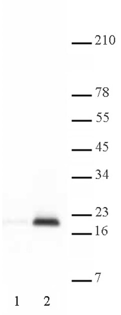 Histone H3 acetyl Lys9 antibody tested by Western blot. HeLa acid extract probed with Histone H3 acetyl Lys9 polyclonal antibody (1:2,000 dilution). Lane 1: No treatment. Lane 2: Cells treated with sodium butyrate.